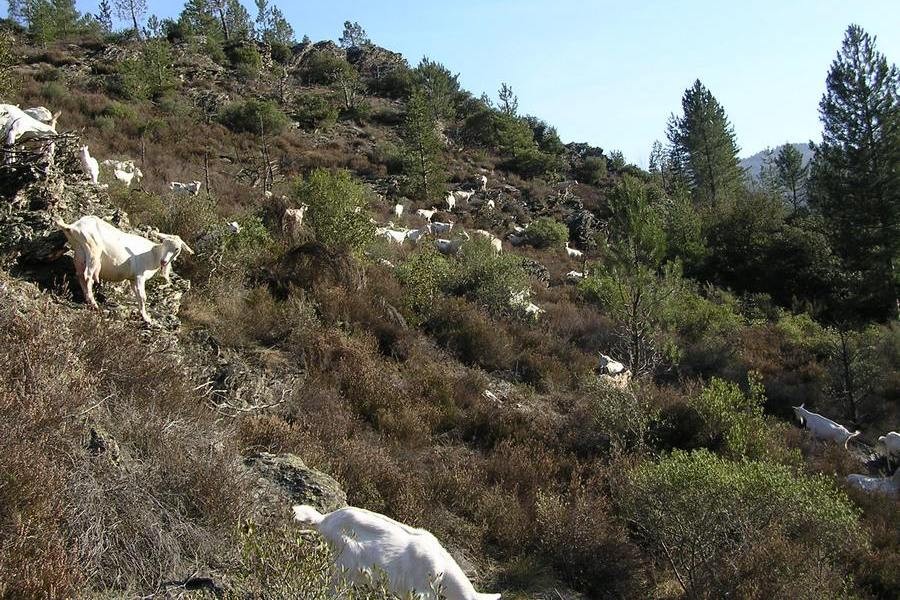 Incontournable des Cévennes, les chèvres - photo Pierre Fesquet