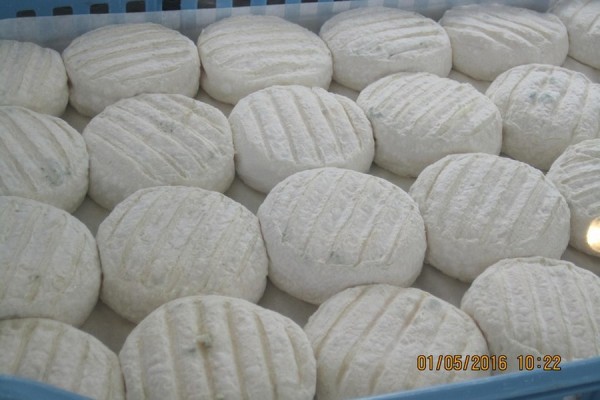 Pélardons de 11 jours