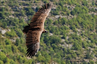 A voir: La maison des vautours
